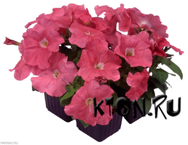 Рассада Петуния Мамбо синий (Petunia Mambo Blue)