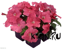 Рассада Петуния мультифлора (Petunia multiflora) в ассортименте 6 шт