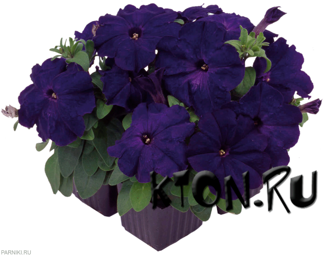 Рассада Петуния мультифлора (Petunia multiflora) в ассортименте 6 шт