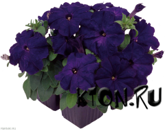 Рассада Петуния мультифлора (Petunia multiflora) в ассортименте 6 шт