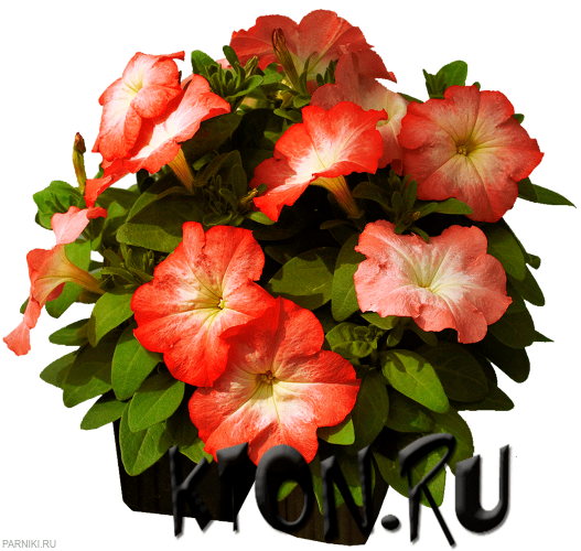 Рассада Петуния мультифлора (Petunia multiflora) в ассортименте 6 шт