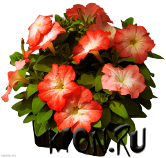 Рассада Петуния мультифлора (Petunia multiflora) в ассортименте 6 шт