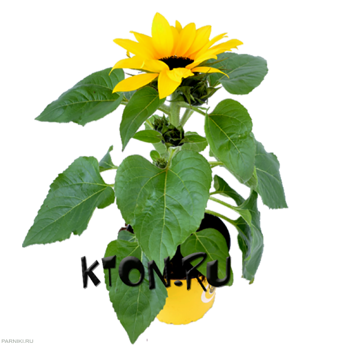 Рассада Подсолнечник однолетний d12