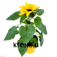 Рассада Подсолнечник однолетний d12
