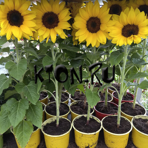 Рассада Подсолнечник однолетний d12