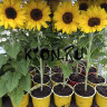 Рассада Подсолнечник однолетний d12