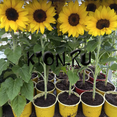 Рассада Подсолнечник однолетний d12