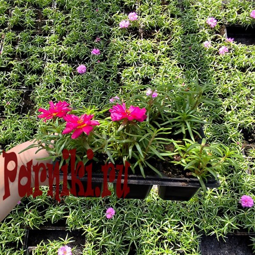 Рассада Портулак (Portulaca) в ассортименте 6 шт