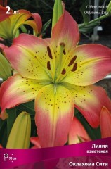 Лилия азиатская Оклахома Сити (Lilium asiatic Oklahoma City)