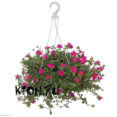 Рассада Портулак ампельный (Portulaca ampelny) кашпо