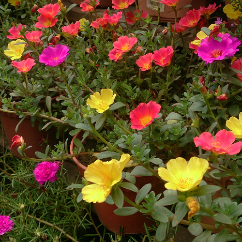 Рассада Портулак ампельный (Portulaca ampelny) кашпо