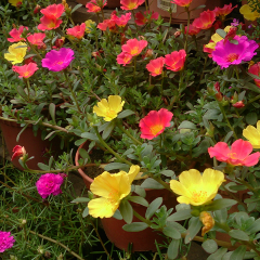 Рассада Портулак ампельный (Portulaca ampelny) кашпо