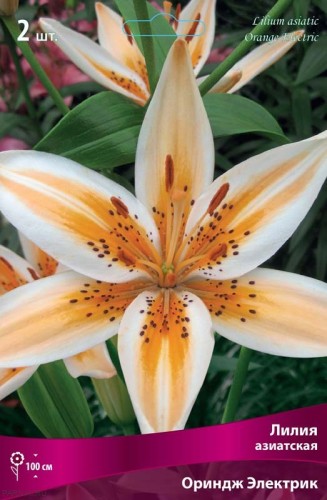 Лилия азиатская Ориндж Электрик (Lilium asiatic Orange Electric)