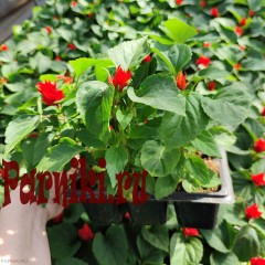 Рассада Сальвия (Salvia) в ассортименте 6 шт