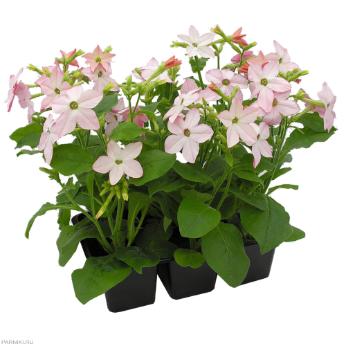 Рассада Табак душистый (Nicotiana) в ассортименте 6 шт