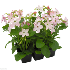 Рассада Табак душистый (Nicotiana) в ассортименте 6 шт