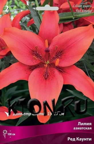 Лилия азиатская Ред Каунти (Lilium asiatic Red County)