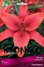 Лилия азиатская Ред Каунти (Lilium asiatic Red County)