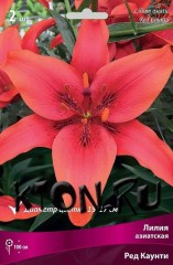 Лилия азиатская Ред Каунти (Lilium asiatic Red County)