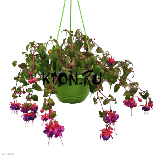 Рассада Фуксия ампельная в кашпо
