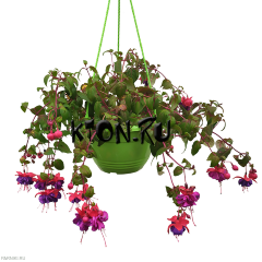 Рассада Фуксия (Fuchsia) ампельная