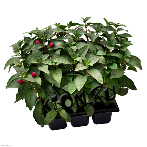 Рассада Фуксия в кассете 6 шт