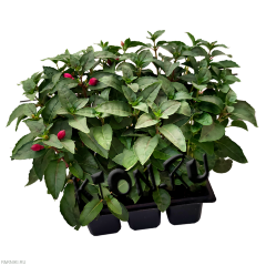 Рассада Фуксия (Fuchsia) ампельная