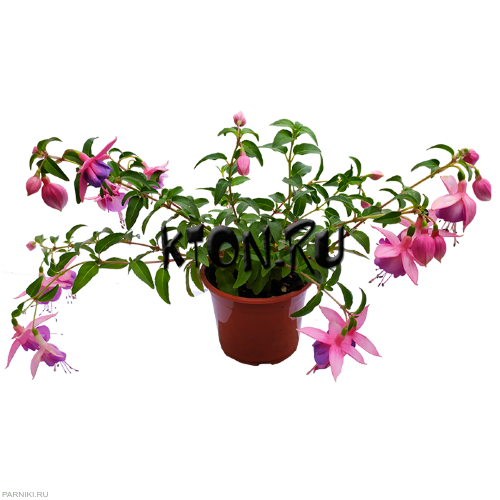 Рассада Фуксия ампельная в контейнере d12