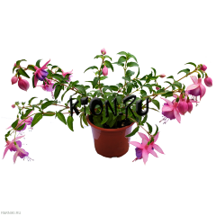 Рассада Фуксия (Fuchsia) ампельная