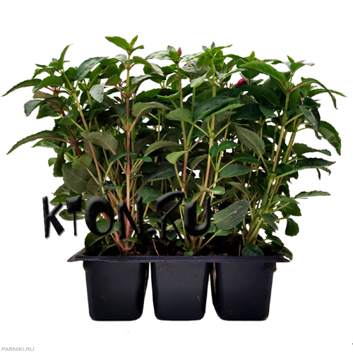 Рассада Фуксия ампельная в кассете 6 шт