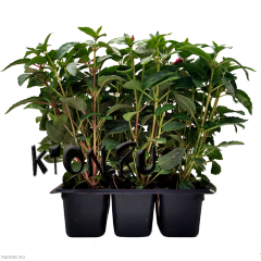Рассада Фуксия (Fuchsia) ампельная
