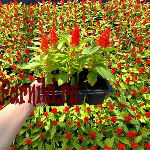 Рассада Целозия перистая (Celosia) d12