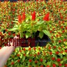 Рассада Целозия перистая (Celosia) d12