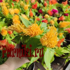 Рассада Целозия перистая (Celosia) d12