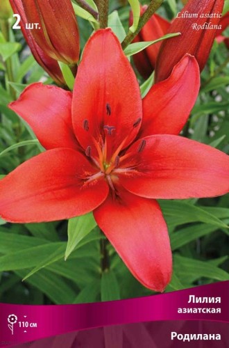 Лилия азиатская Родилана (Lilium asiatic Rodilana)