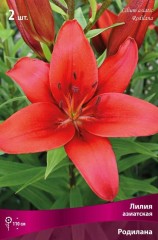 Лилия азиатская Родилана (Lilium asiatic Rodilana)