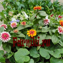 Рассада Цинния (Zinnia) в ассортименте 6 шт