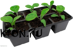 Рассада кориандра (кинзы) 6 шт