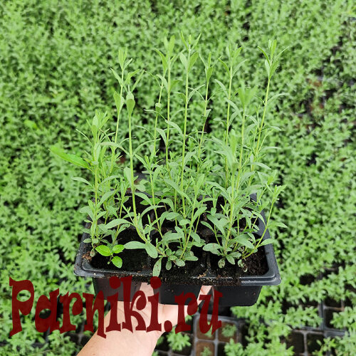 Рассада лаванды