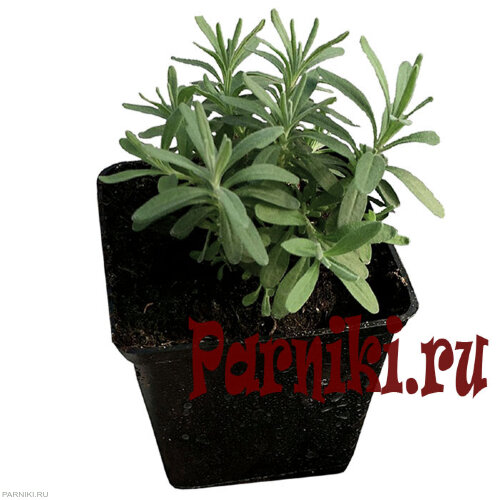 Рассада лаванды