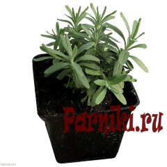 Рассада лаванды