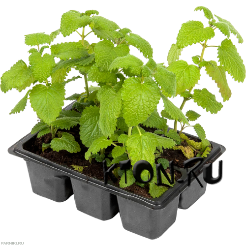 Рассада мелиссы