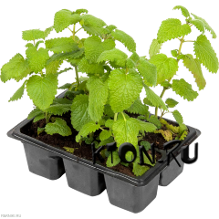 Рассада мелиссы