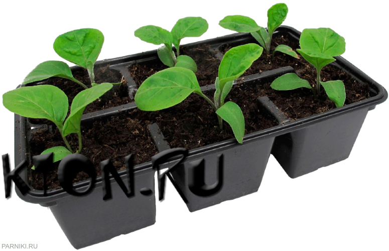 Рассада баклажан