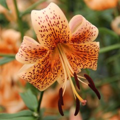 Лилия азиатская Тайгер Бейбис (Lilium asiatic Tiger Babies)