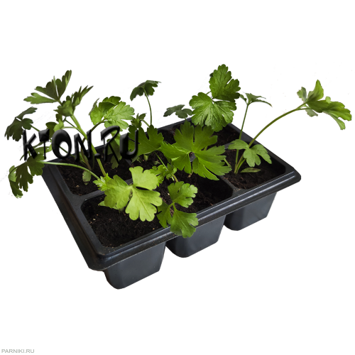 Рассада петрушки 6 шт