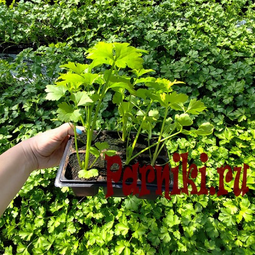 Рассада сельдерея 6 шт