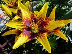 Лилия азиатская Танго Граффити (Lilium asiatic Tango Graffity)