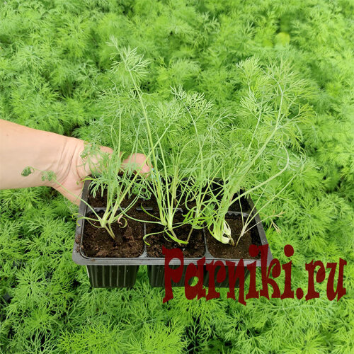 Рассада укропа 6 шт