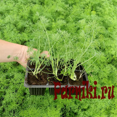 Рассада укропа 6 шт